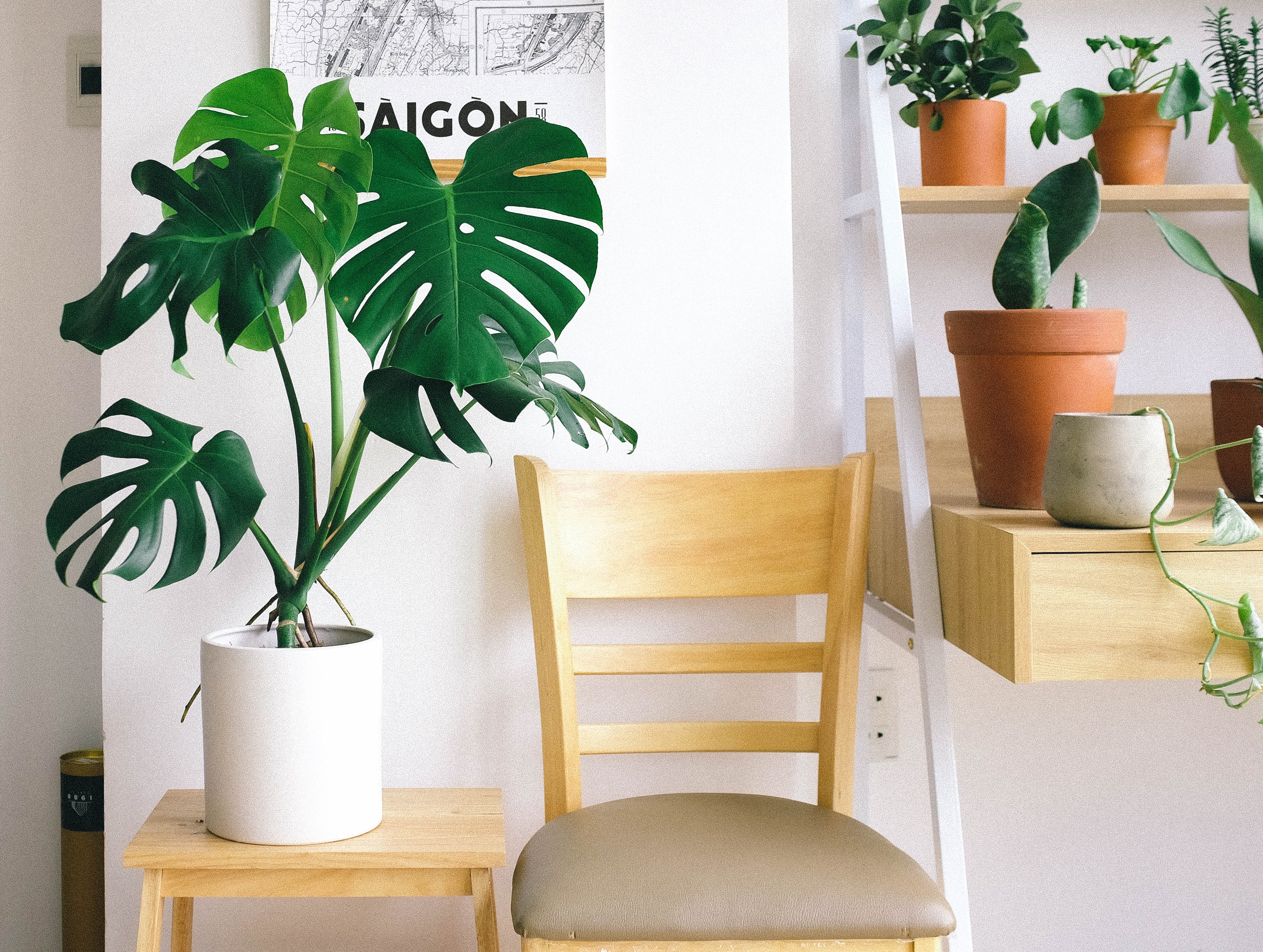 Indoor plants help brighten up the room